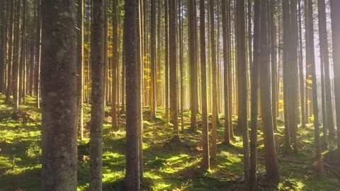The radiant sun is shining brightly through the tall trees in the forest Stock Footage 318655386