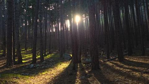 Radiant sunbeams filtering through tall pine tree trunks, illuminating areas of Stock Footage 335269758