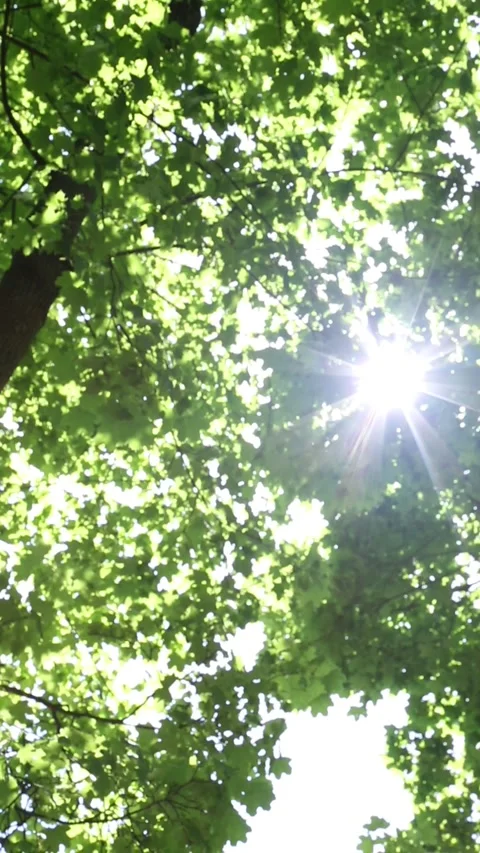 Radiant sunburst through dense forest canopy creating dramatic light rays Stock Footage 311012404