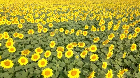 Radiant Sunflower Fields in Midsummer Slow Pitch Forward Vidéo 314262349