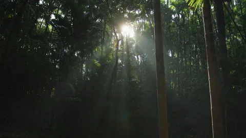 Radiant Sunlight Streams Between Tall Trees. Glowing Daylight Penetrates Canopy Video stock 327823825
