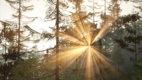 Radiant sunset rays illuminating pine tree Stock Illustration