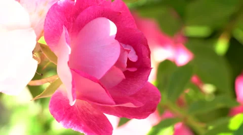 The Radiant Sunset Rose Stock Footage 62444788