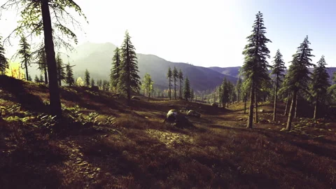 Radiant trail weaving through evergreen woods for outdoor exploration Stock Footage 339631057