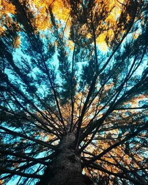 Radiant Tree Canopy from Below Stock Photos