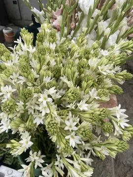 A radiant white flower with soft, pristine petals. Stock Photos