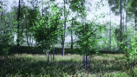 Radiant young birch trees amid vibrant grass and gentle winds Stock Footage 342433310