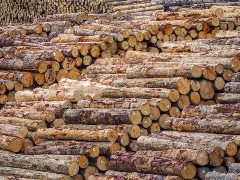 Radiata pine logs Stock Photos