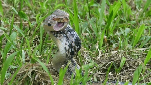 Radiated rat snake hurled into the enemy rapidly to bite Stock Footage 106693026
