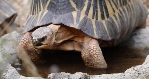 Radiated Tortoise Close-Up  Detailed Shell Pattern  in 4K Stock Footage 346241221