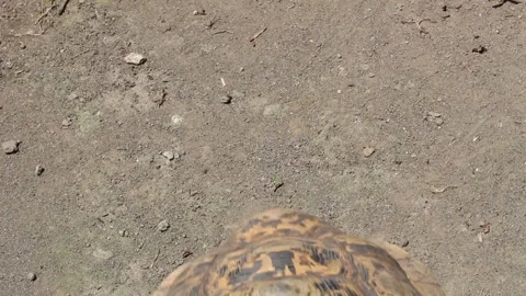 The radiated tortoise Stock Footage 258443533