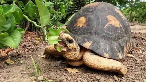 Radiated Tortoise, Madagascar Stock Footage 247869809