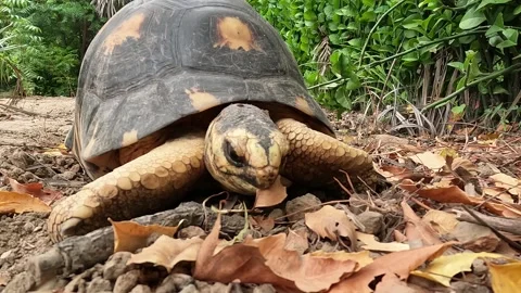 Radiated Tortoise, Madagascar Stock Footage 247871304