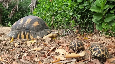 Radiated Tortoise, Madagascar Stock Footage 247872617