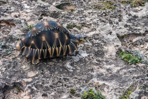 Radiated tortoise Stock Photos