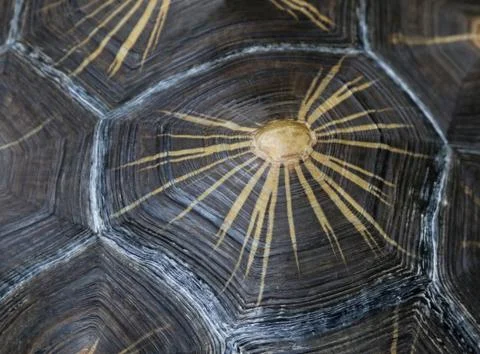 Radiated Tortoise Shell Close-Up. Stock Photos