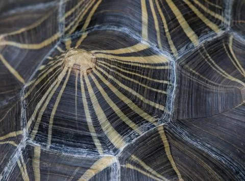 Radiated Tortoise Shell Stock Photos
