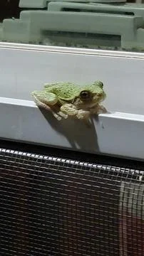 Radiator Frog Stock Photos