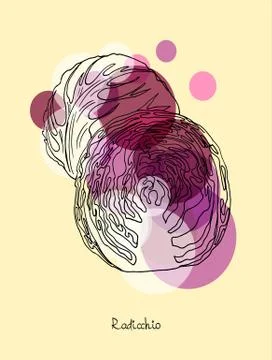 Radicchio lettuce Stock Illustration