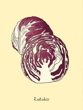 Radicchio lettuce Stock Illustration