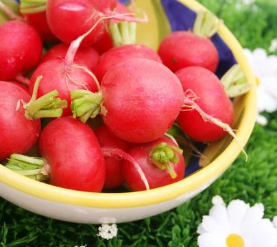 Radieschen Stock Photos