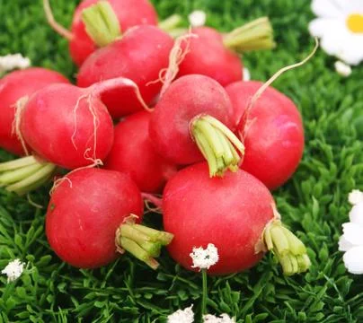 Radieschen Stock Photos