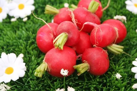 Radieschen Stock Photos