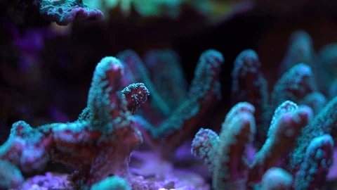 Radioactive bird nest corals on reef Stock Footage 93329322