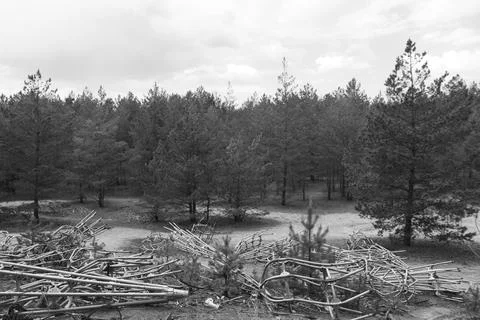 The radioactive forest in the Chernobyl Exclusion Zone Foto stock