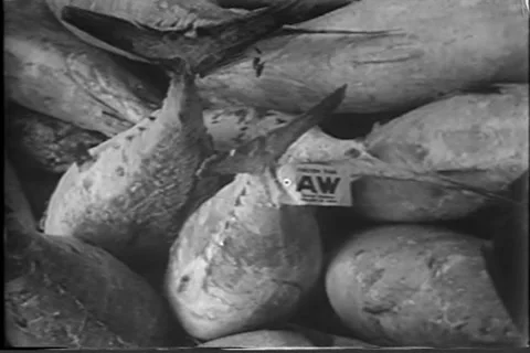 Radioactive testing on Tuna Fish San Francisco Shipping Yards 3.20.1954 Stock Footage 308369637