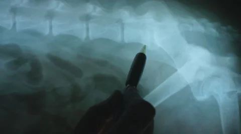 Radiograph Spine Dog Stock Footage 5186576