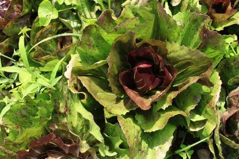 Radiquials Stockfoto's