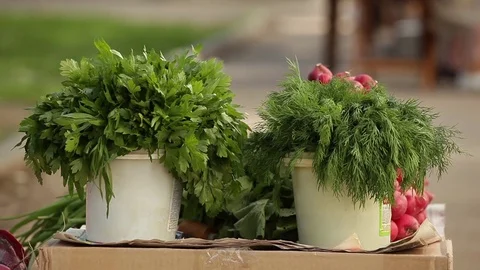 Radis. Stock Footage 74522798