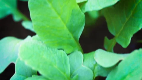Radis leaf Stock Footage 131839529