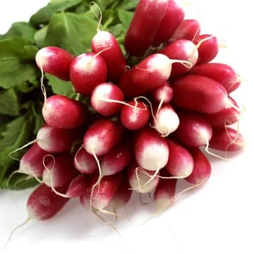 RADIS ROSE Stock Photos