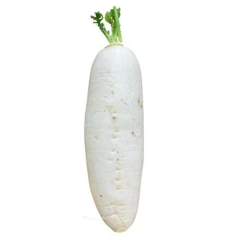 Radish-2 Stock Photos