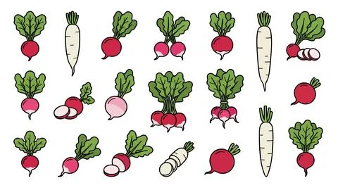 Radish and Daikon Set Vector Illustration Stock Illustration