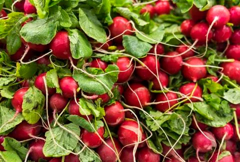 Radish background Fotos de archivo