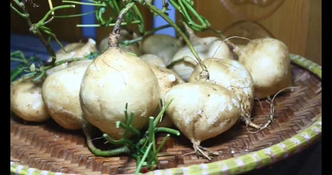 Radish on the basket Stock Footage 294179916