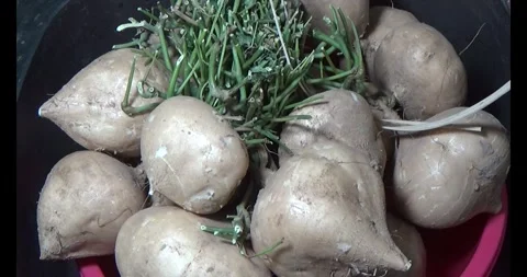 Radish on the basket Stock Footage 294180113