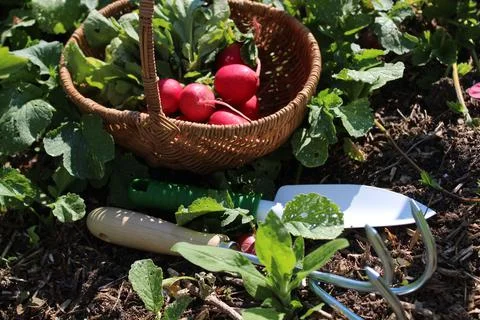 Radish in a basket Stock Photos