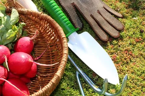 Radish in a basket Stock Photos