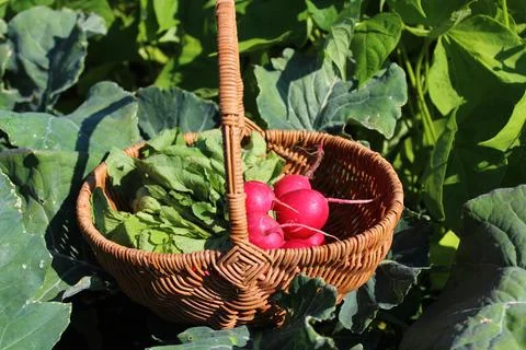 Radish in a basket Stock Photos