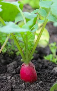Radish on a bed Stock Photos