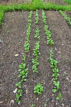 Radish Bed. Stock Photos