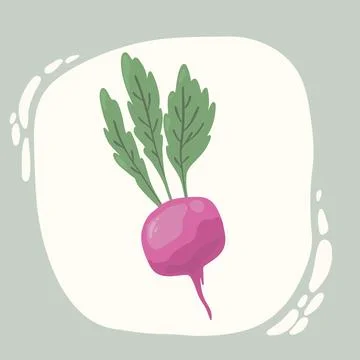 Radish, beetroot. Flat style. Vegetable hand drawn Stock Illustration