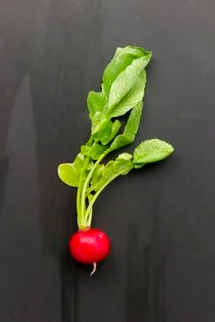 Radish on black background Stock Photos