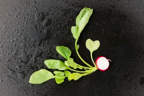 Radish on black background Stock Photos