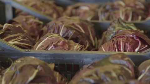 Radish boxes after harvesting Stock Footage 71603708
