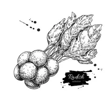 Radish bunch hand drawn vector illustration. Isolated Vegetable engraved st.. Stock Illustration